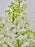 Delphy White Money Arrangement