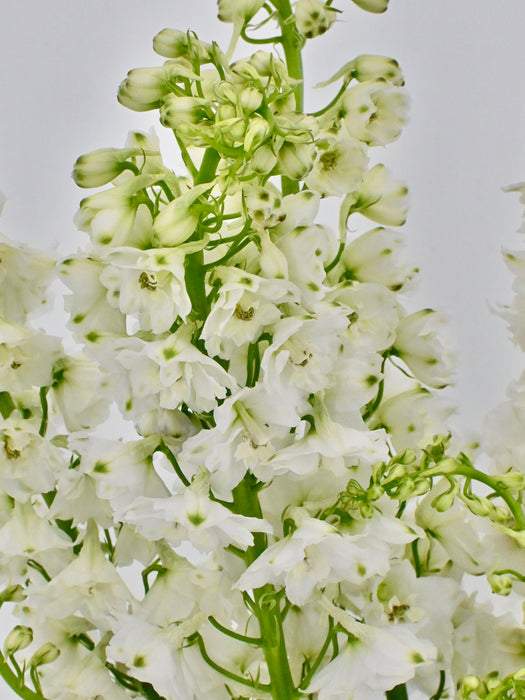 Delphy White Money Arrangement