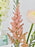 Pastel Money Arrangement