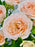 Rosanella Money Arrangement