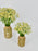 Tana Vase Set