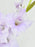 Pink & Purple Money Garden