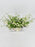 Tanacetum