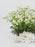 Tanacetum