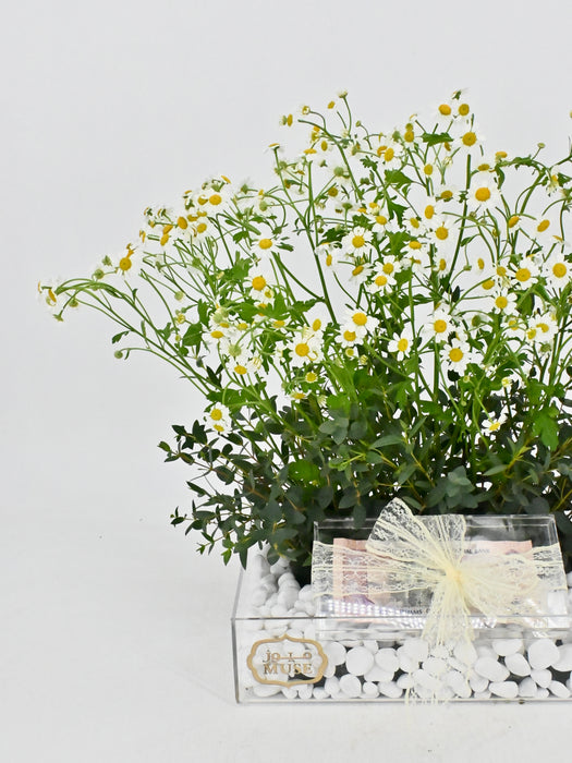 Tanacetum
