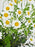 Tanacetum