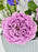 Purple Kaori Money Arrangement