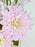 Anthorium Pretty Money Garden