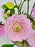 Dahlia Garden Vase Set of 4