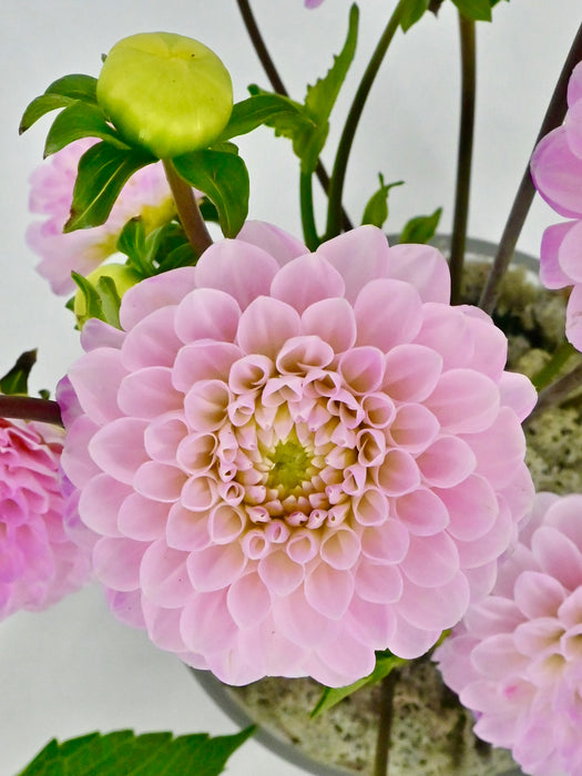 Dahlia Garden Vase Set of 4