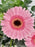 Gerbera Money Arrangement
