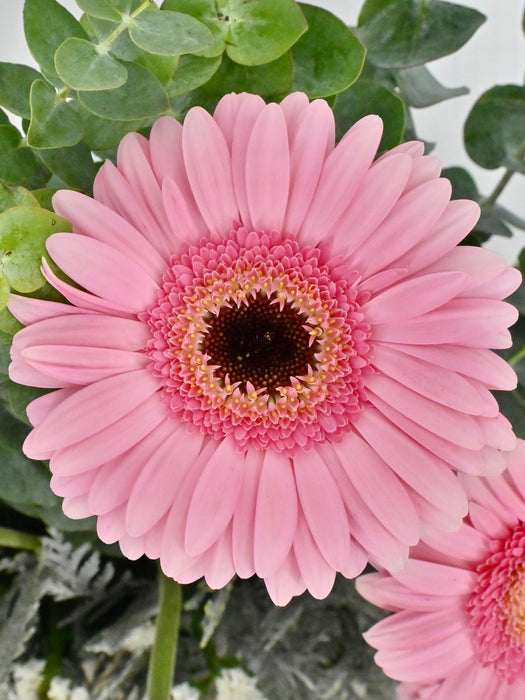 Gerbera Money Arrangement
