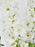 White Delphy Money Garden