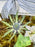 White Delphy Money Garden