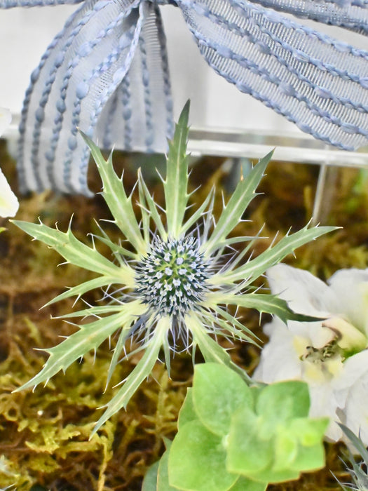 White Delphy Money Garden
