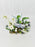 White Delphy Money Garden