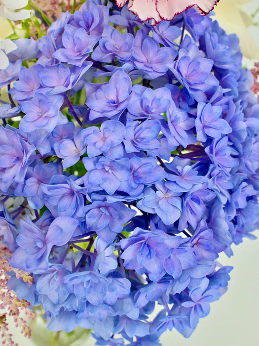 Adora Lavender