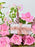 Wam Money Garden