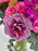 Roseate