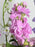 Blooming Love For Mom