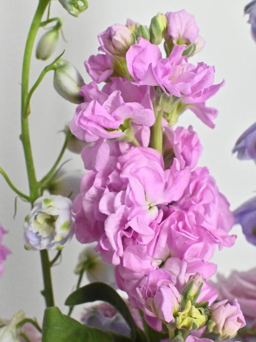 Blooming Love For Mom