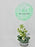 Baby Money Arrangement with Balloon