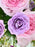 Purple Hues