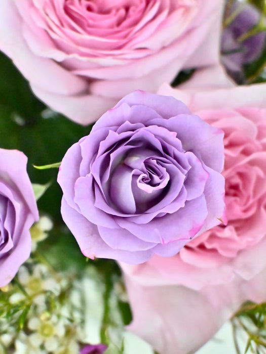 Purple Hues