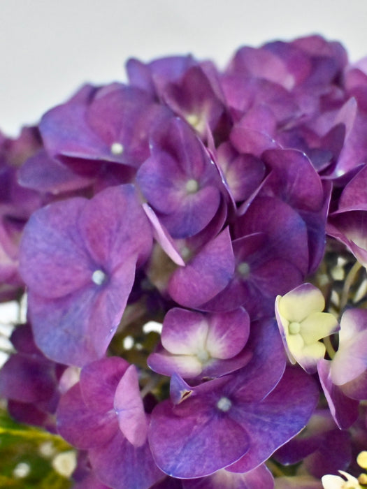Purple Hues