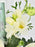 Asiaticus  Money Arrangement