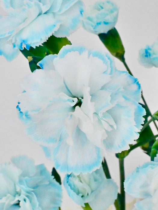 Dusty Blue Money Arrangement