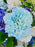 Fairy Garden