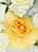 Buttercup Playa