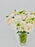 Ornithogalum Star