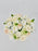 Ornithogalum Star