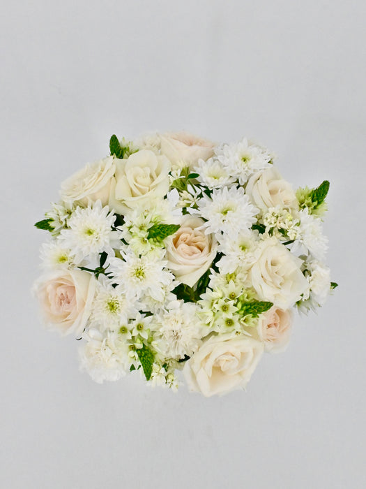 Ornithogalum Star