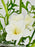 Freesia Money Garden