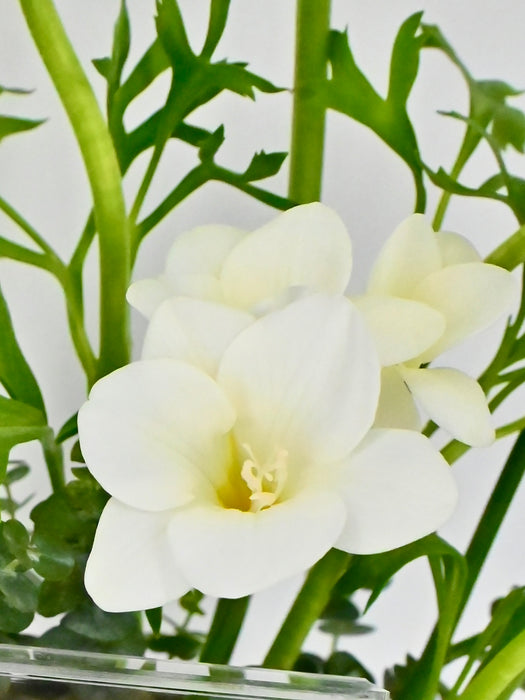 Freesia Money Garden