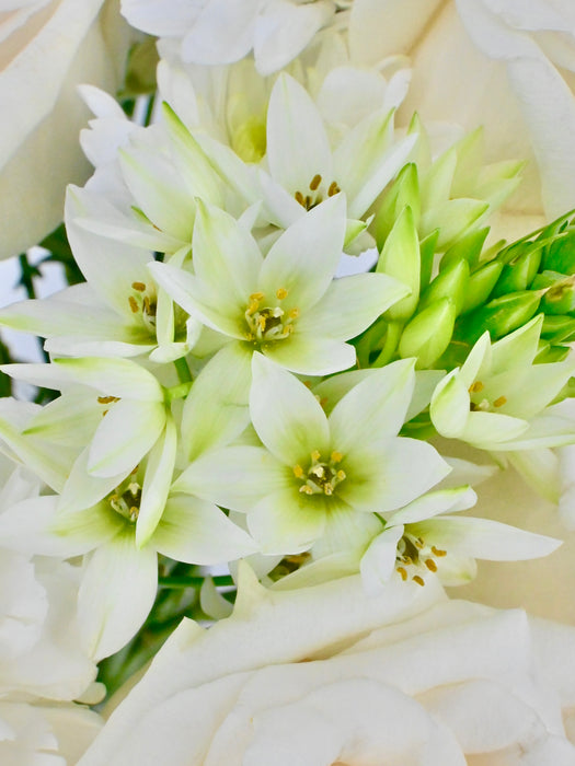 Ornithogalum Star