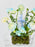 Fressia Blue Money Garden