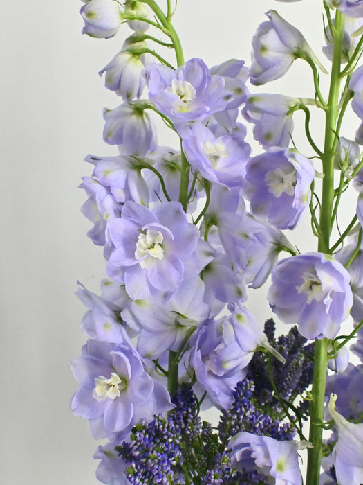 EID Blossom Serenity