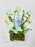 Fressia Blue Money Garden