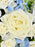 Snowy Blue Money Garden