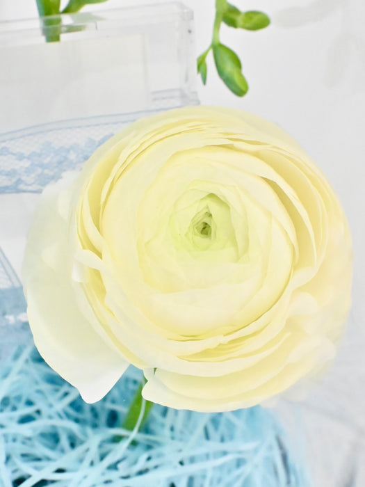 Cute Frezzi Money Box Arrangement