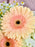Delmar Bouquet