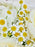Delmar Bouquet
