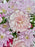 Cerise Bloom