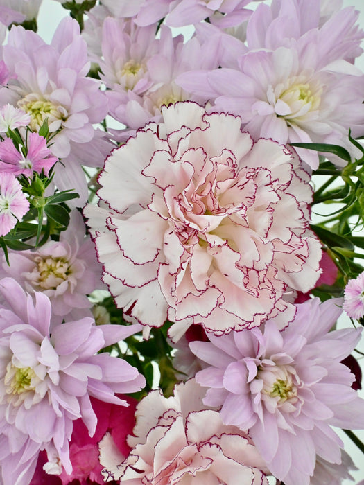 Cerise Bloom