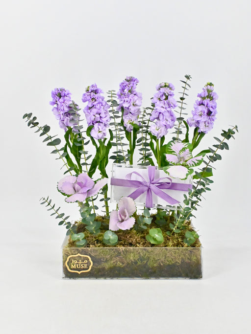 Marine Lilac Money Garden