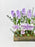 Marine Lilac Money Garden